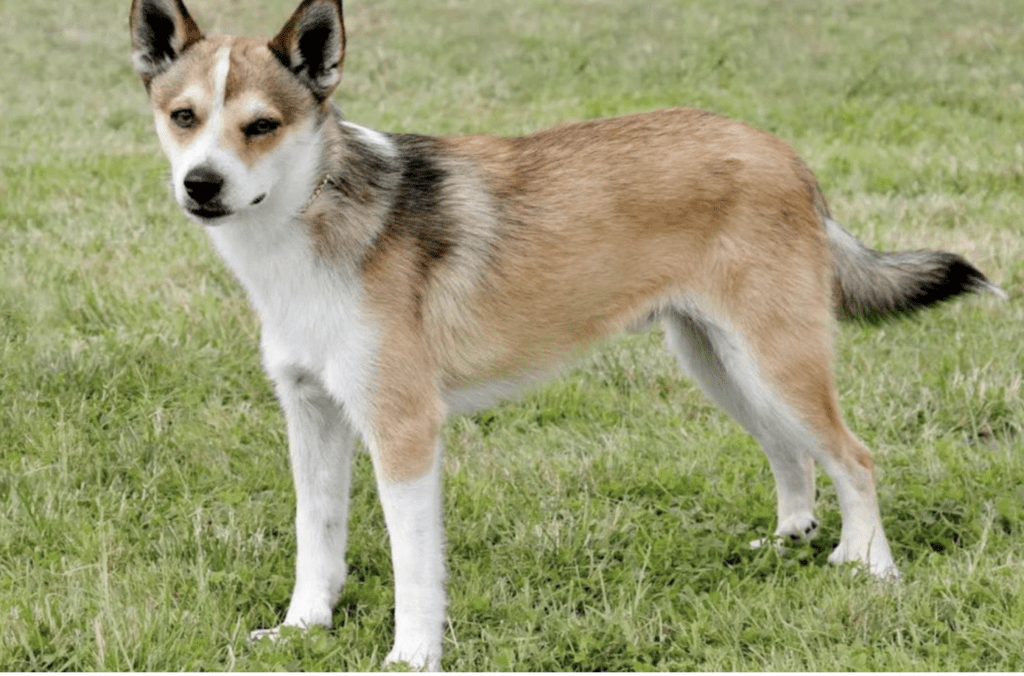 Rarest-Dog-Breeds-Norwegian-Lundehund
